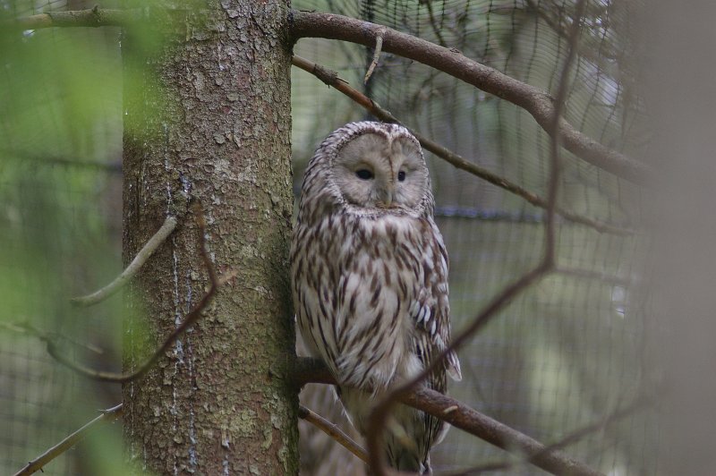 Imgp3665.jpg - Slagugle